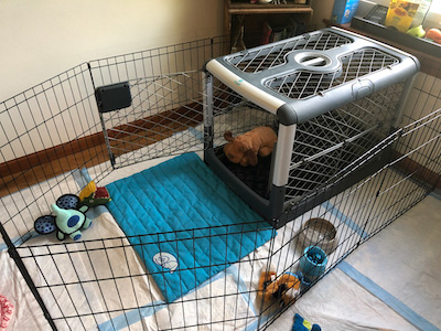 Dog playpen 2024 connect to crate